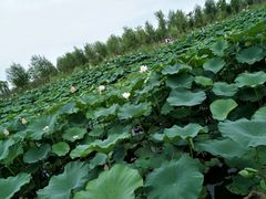 -南湖国家城市湿地公园