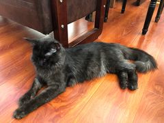 -猫小院猫主题咖啡厅(北锣店)