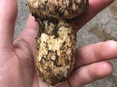 野生松茸-菌之家野生菌火锅