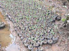 -东寨港红树林旅游区