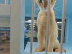 -FAELING PETS美天灵宠物(合生汇店)
