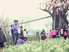 -天适樱花悠乐园