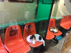 -猫咪博物馆(顶澳仔猫街店)