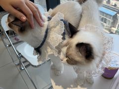 -怪兽屋·羊驼·猫咖·狗咖(俊华广场店)