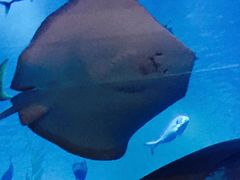 -迪拜水族馆及水下动物园