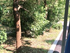 -东平国家森林公园