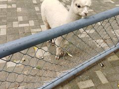 -长白岛森林公园