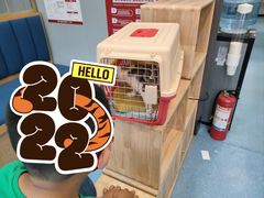 -伟伟宠物医院·瑞派猫友好医院·猫科(光谷店)