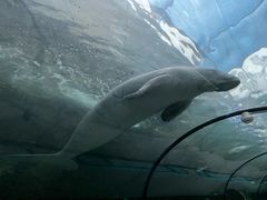 -悉尼海洋生物水族馆