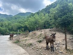 -会稽山峡洞漂流-上青古道