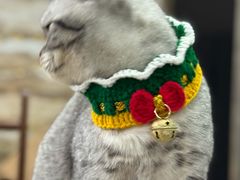 -艾贝尔宠物医院 ·内科全科(梁溪路店)