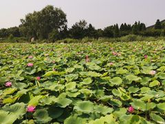 -羊亭河湿地公园