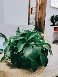 -痘院长·祛痘·科技美肤