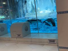 -帝企鹅自助餐厅•儿童岛•真企鹅(长隆企鹅酒店)