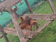 -西霞口神雕山野生动物世界