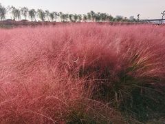 -灞河西岸滨河公园