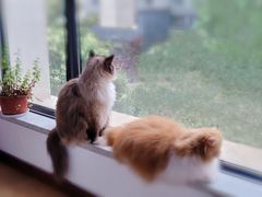 -宠颐生宠物医院·心肾内科·猫专科诊疗中心宠巢店