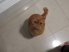 -爱侣宠医·鹦鹉专科·小型哺乳类·异宠专科(灵石路店)