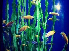 -锦艺城海洋馆