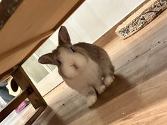 -楼上猫咖(罗湖店)