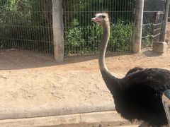 -清迈夜间动物园