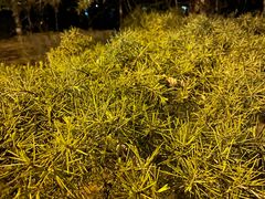 -绿岛公园(滨海新区)