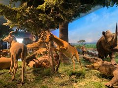 -国家自然博物馆