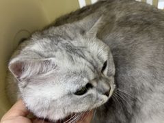 -宠颐生猫科·内科皮肤科(西平世纪城店)