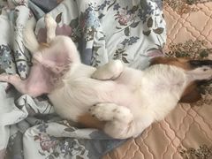 -瑞鹏宠物医院·爱宠堂·骨外专科(西荷分院)