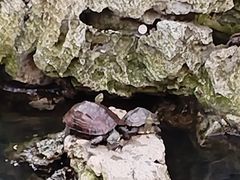 -普陀山风景名胜区-法雨禅寺
