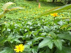 -燕晗山郊野公园