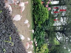 -广州长隆飞鸟乐园