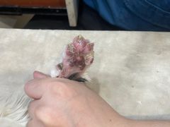 -瑞派动物医院·绝育·犬猫全科·预防医学(光景江南中店)