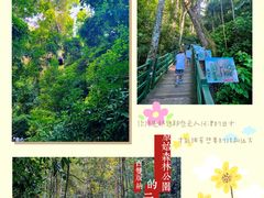 -西双版纳原始森林公园