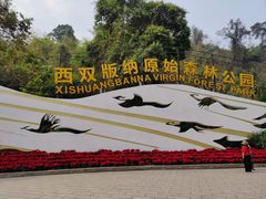 -西双版纳原始森林公园