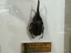 -上海昆虫博物馆