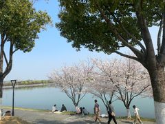 -羊山湖公园