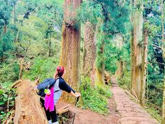 -天目山大树王景区