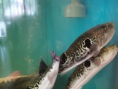 -天正河鲀·河豚亭(大连店)