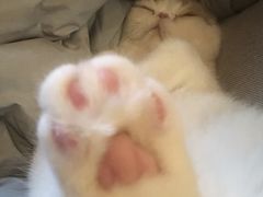 -滚猫咖啡·猫咖·猫友好撸猫(未来城店)