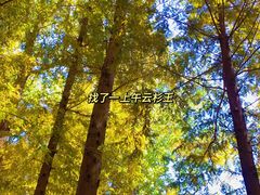 -日照海滨国家森林公园