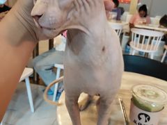 -猫爷宠物生活馆·撸猫馆
