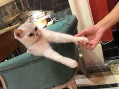 -猫色咖啡·猫咖