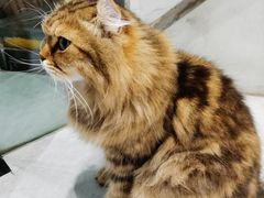 -猫儿山۰猫主题餐厅