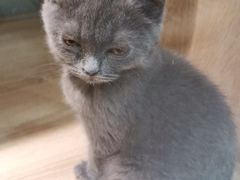 -BABIT巴比特宠物(MOMOPARK店)