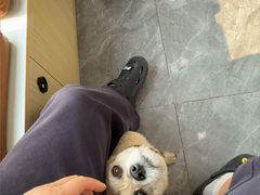 -芭比堂动物医院·CT·微创中心(新顺分院)