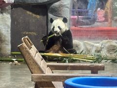 -栾川竹海野生动物园