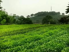 -龙坞茶村