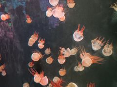 -石家庄极地海洋世界