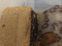 -清真老西北角温记粘食店(长沙路店)